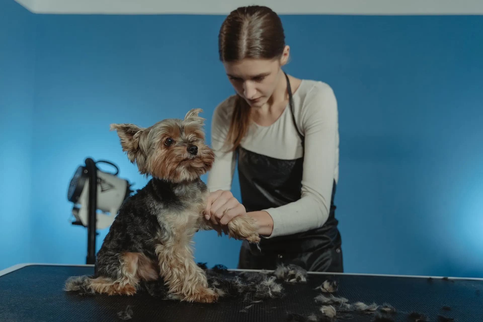 About our pet care
